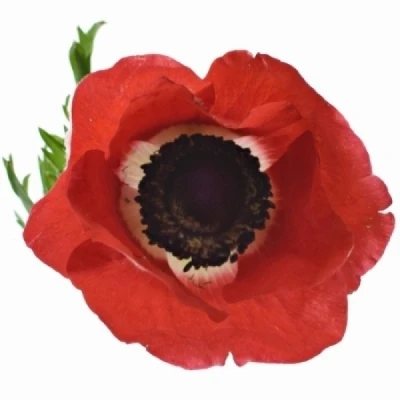 Sasanka CORONARIA MARIANNE RED 35cm