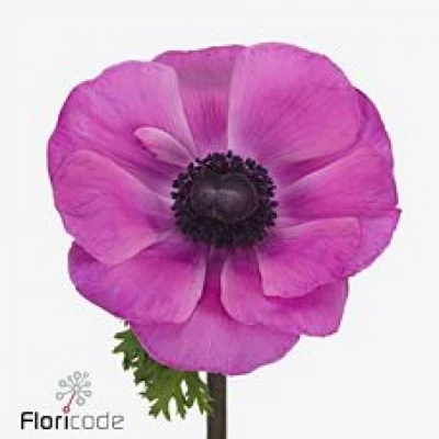 Sasanka CORONARIA MISTRAL PLUS FUCSIA 40cm