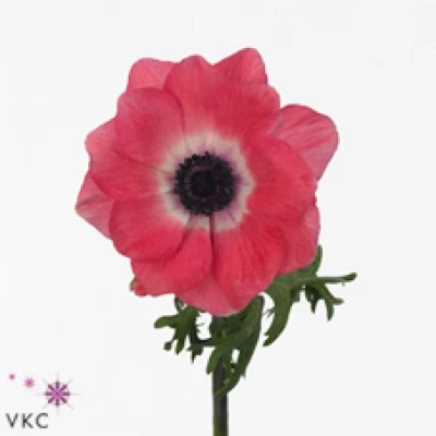Sasanka CORONARIA MISTRAL PLUS SHOCKING PINK 40 cm