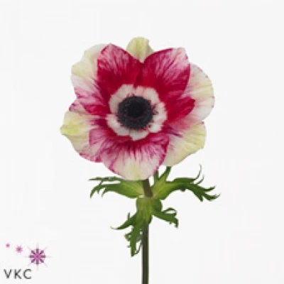 Sasanka CORONARIA MISTRAL PLUS TIGRE 30 cm