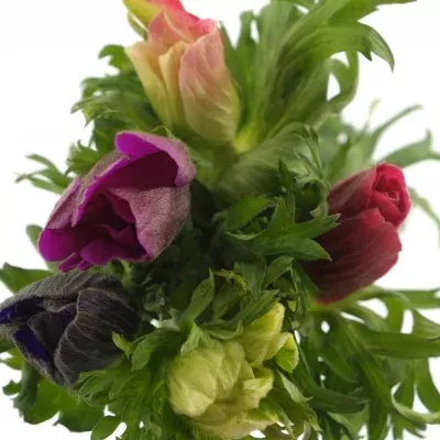 Sasanka CORONARIA MIX 30cm