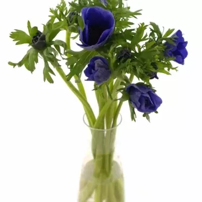 Sasanka CORONARIA MONA LISA BLUE 