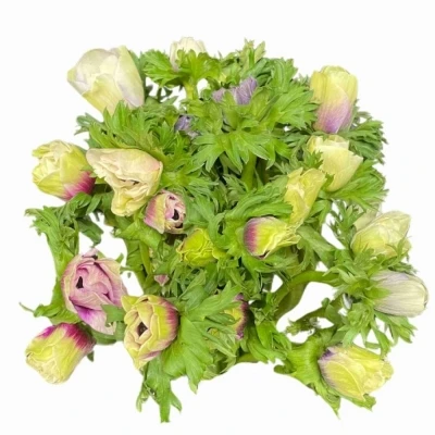 Sasanka CORONARIA RAINBOW MISTY BLUE