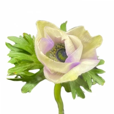 Sasanka CORONARIA RAINBOW MISTY BLUE 40 cm