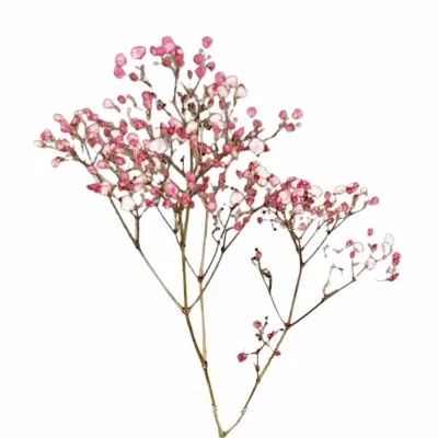 Šáter BARVENÝ BORDEAUX 60cm/16g