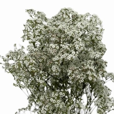 Šáter PANICULATA MILLION DAISY