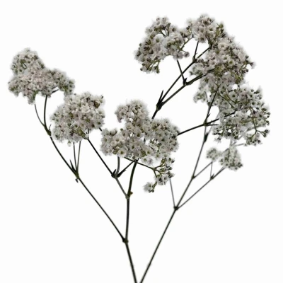 Šáter PANICULATA MILLION DAISY