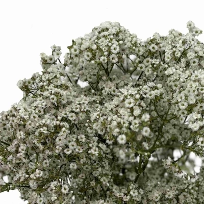 Šáter PANICULATA MILLION DAISY 70 cm / 25 g