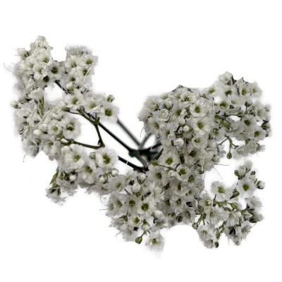 Šáter PANICULATA MILLION DAISY