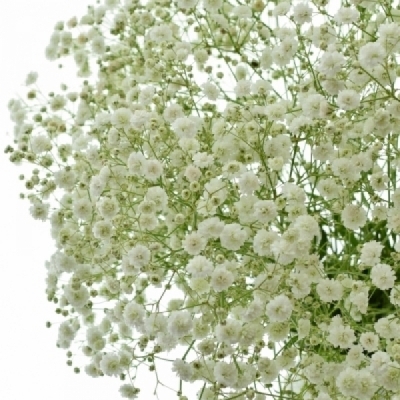 Šáter PANICULATA NOYA 80 cm / 35 g