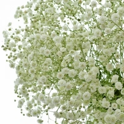 Šáter PANICULATA OPTIMUS 70 cm / 30g