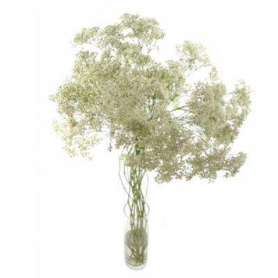 Šáter PANICULATA PEARL PETITE