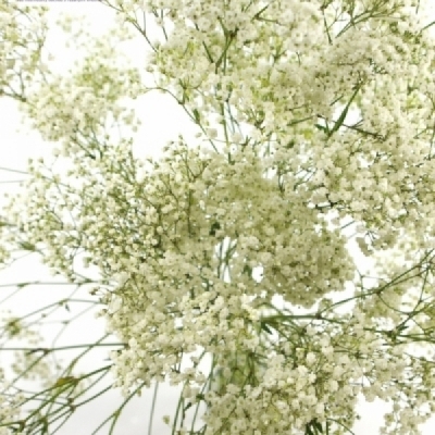 Šáter PANICULATA PEARL PETITE