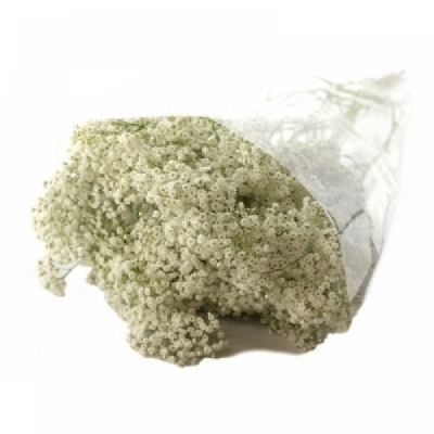 Šáter PANICULATA PEARL PETITE
