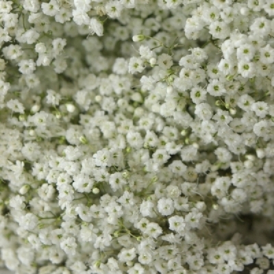 Šáter PANICULATA PEARL PETITE