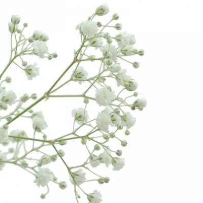 Šáter PANICULATA PEARL PETITE