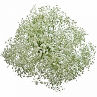 Šáter PANICULATA WHITE FIRE