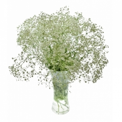 Šáter PANICULATA WHITE FIRE