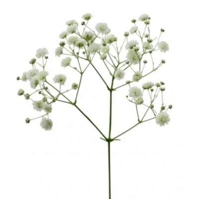 Šáter PANICULATA ZINZI SANAE