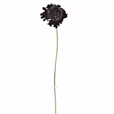 SCABIOSA AT BLACKBERRY SCOOP 55cm