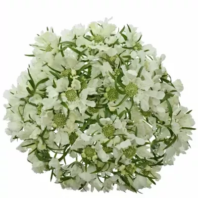 Scabiosa C ANNABELLE 65cm