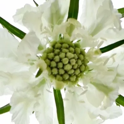 Scabiosa C ANNABELLE 65cm