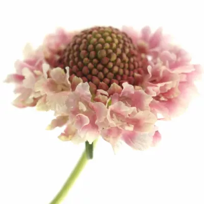 SCABIOSA CANDY SCOOP