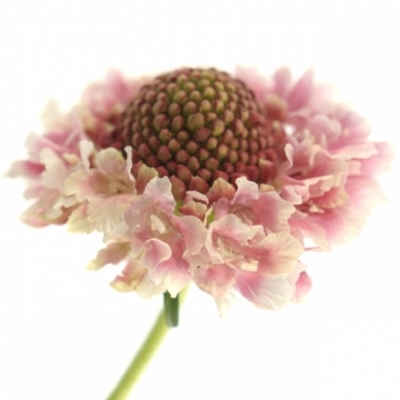 Scabiosa CANDY SCOOP 60cm