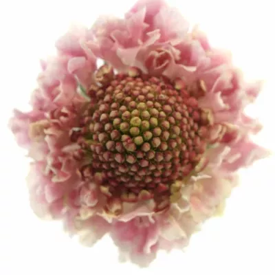 SCABIOSA CANDY SCOOP
