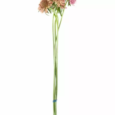 Scabiosa COTTON CANDY SCOOP 40cm
