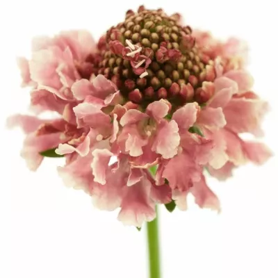 Scabiosa COTTON CANDY SCOOP 40cm