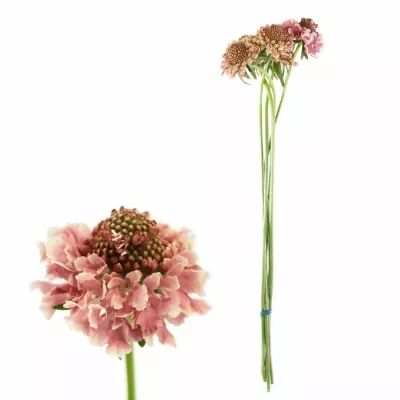 Scabiosa COTTON CANDY SCOOP 40cm