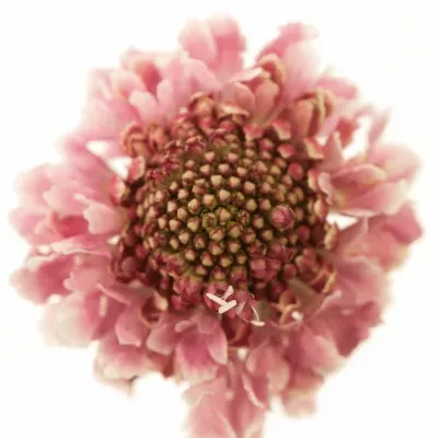 Scabiosa COTTON CANDY SCOOP 40cm