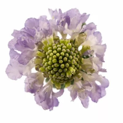 Scabiosa LAVENDER SCOOP 40cm