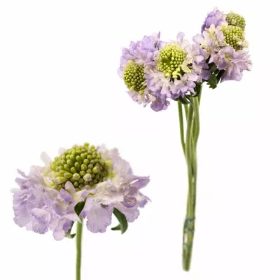 Scabiosa LAVENDER SCOOP 50cm