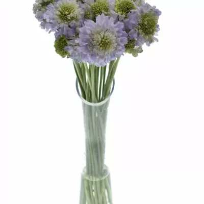 Scabiosa LAVENDER SCOOP 40cm