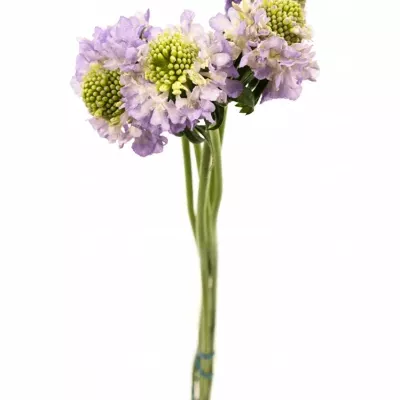 Scabiosa LAVENDER SCOOP 40cm