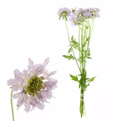 Scabiosa RIBERA 40cm