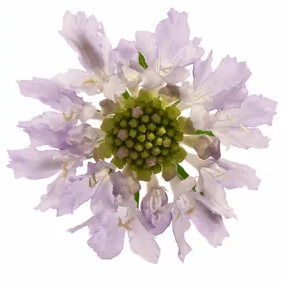 Scabiosa RIBERA 40cm
