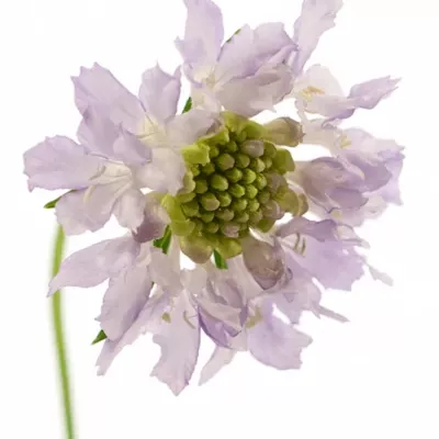 Scabiosa RIBERA 40cm