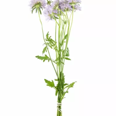 Scabiosa RIBERA 40cm