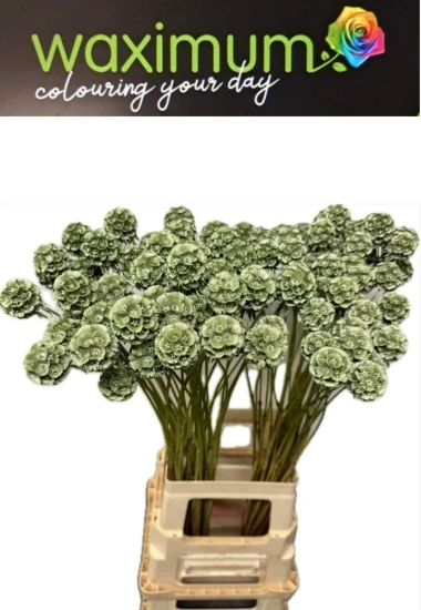 SCABIOSA STELLATTA GREEN 60 cm