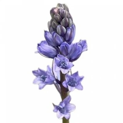 SCILLA SIBERICA BLUE 40cm