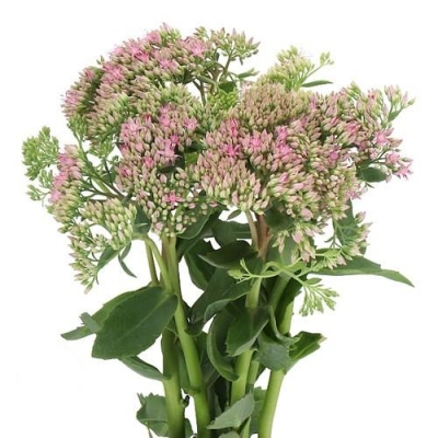 Sedum HERBSTFREUDE