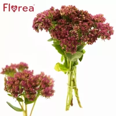 Sedum MUNSTEAD DARK RED 50cm