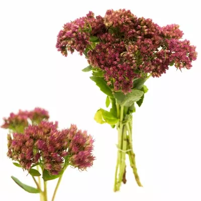 Sedum SPECTAIBLE CARL 35cm