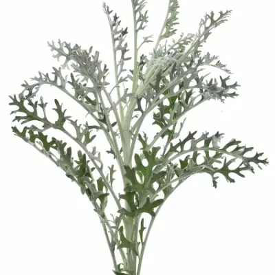 Senecio CINERARIA SILVER LAGOON 40cm