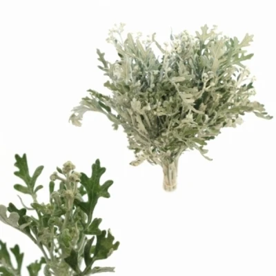 SENECIO MARITIMA 60cm