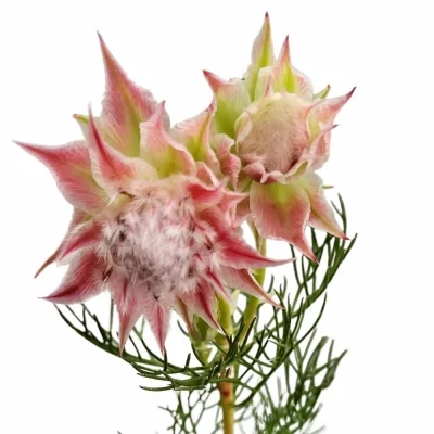 Serruria AYOBA SHOOTING STAR 40cm