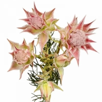 Serruria FLORIDA AYOBA MORNING STAR 40cm